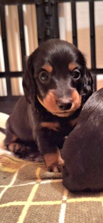 Dackel, Langhaardackel, Zwergdackel