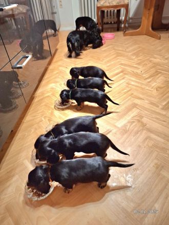 Dackel, Langhaardackel, Zwergdackel