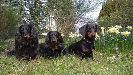 Dackel, Langhaardackel, Zwergdackel