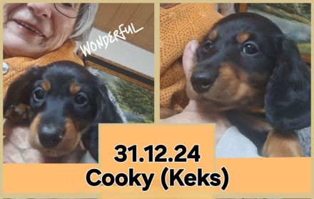 Dackel, Langhaardackel, Zwergdackel