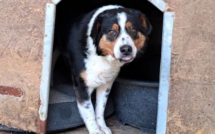 Wer nimmt Pelle seine Angst?