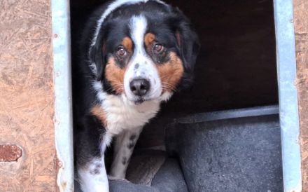 Wer nimmt Pelle seine Angst?