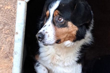 Wer nimmt Pelle seine Angst?