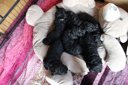 Barbet, französischer Wasserhund