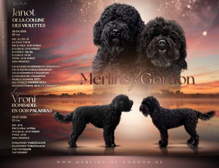 Barbet, französischer Wasserhund