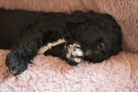 Barbet, französischer Wasserhund