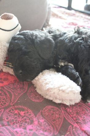 Barbet, französischer Wasserhund