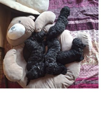 Barbet, französischer Wasserhund