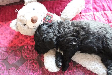 Barbet, französischer Wasserhund