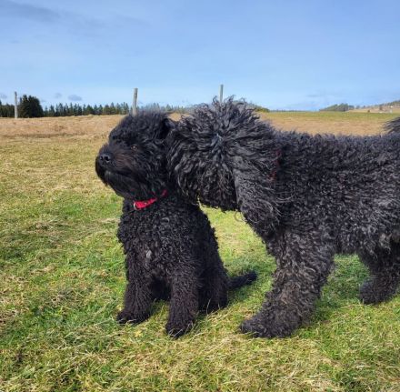 Barbet, französischer Wasserhund