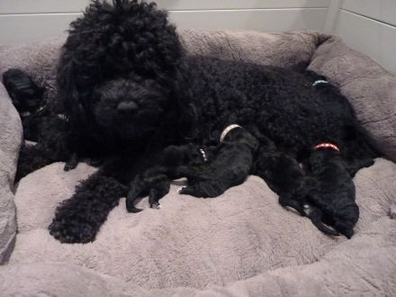 Barbet, französischer Wasserhund