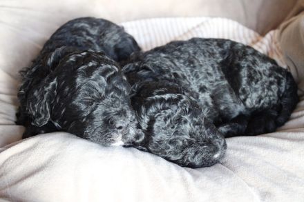 Barbet, französischer Wasserhund