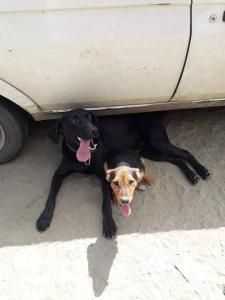 Bob wartet schon so lange