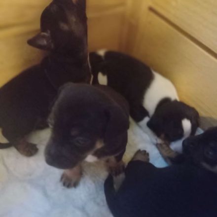 Jack Russell Terrier/Pekinese Mix Welpen