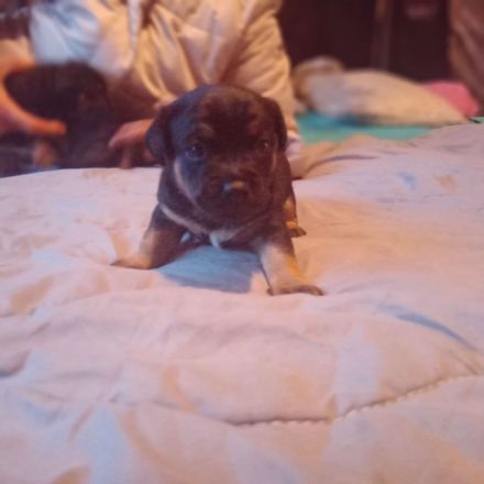 Jack Russell Terrier/Pekinese Mix Welpen