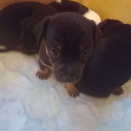 Jack Russell Terrier/Pekinese Mix Welpen