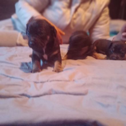 Jack Russell Terrier/Pekinese Mix Welpen