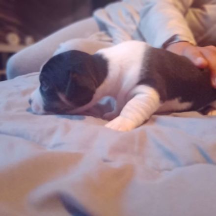 Jack Russell Terrier/Pekinese Mix Welpen