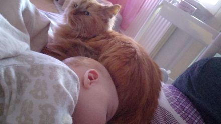 Main coon Dame zu verkaufen