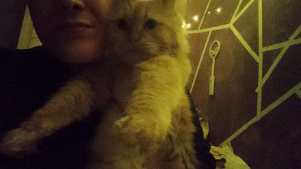 Main coon Dame zu verkaufen