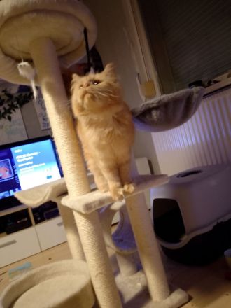 Main coon Dame zu verkaufen