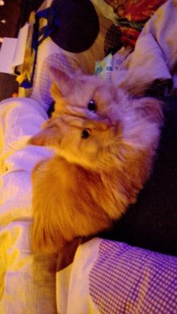 Main coon Dame zu verkaufen