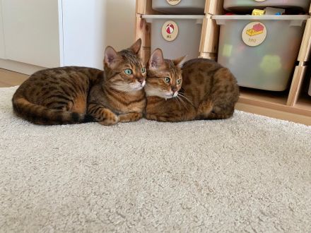 2 junge Bengalkatzen suchen liebevolles Zuhause