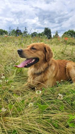 Golden Retriever deckrüde