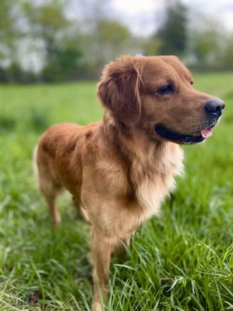 Golden Retriever deckrüde