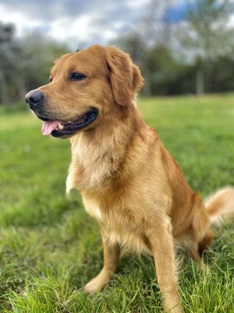Golden Retriever deckrüde