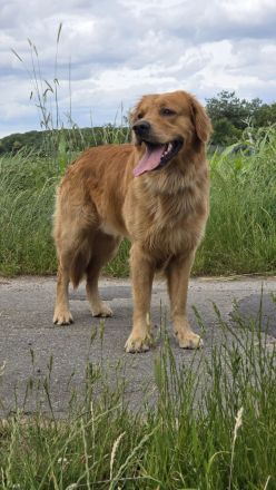 Golden Retriever deckrüde