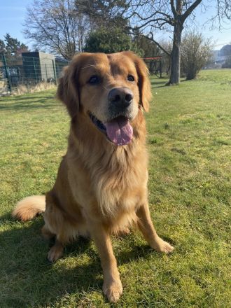 Golden Retriever deckrüde