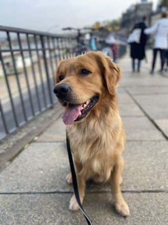 Golden Retriever deckrüde