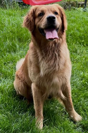 Golden Retriever deckrüde