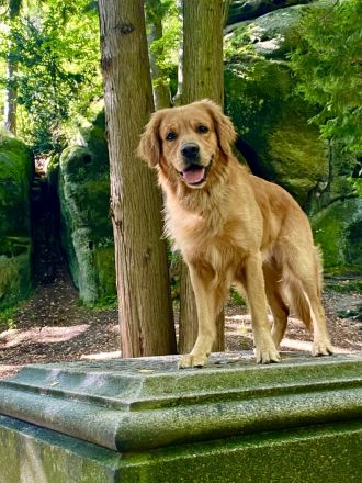 Golden Retriever deckrüde