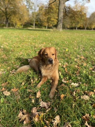 Golden Retriever deckrüde