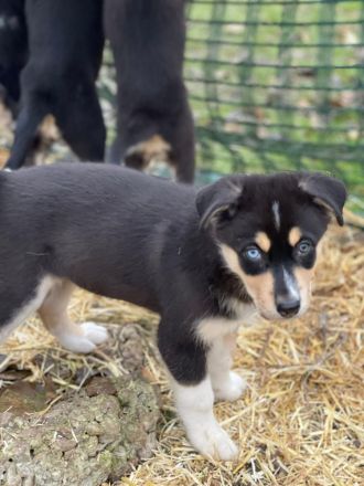 Aussi Sibirian Welpen Australien Shepherd Sibirischer Husky