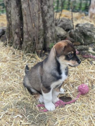 Aussi Sibirian Welpen Australien Shepherd Sibirischer Husky