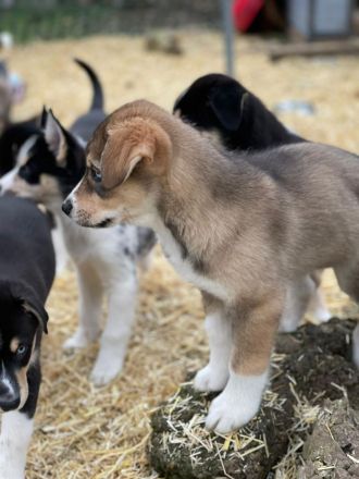 Aussi Sibirian Welpen Australien Shepherd Sibirischer Husky