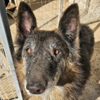 Faxe & Snorre, geb. ca. 11/2017, leben in GRIECHENLAND, im städt. Tierheim Serres