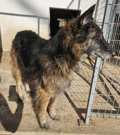 Faxe & Snorre, geb. ca. 11/2017, leben in GRIECHENLAND, im städt. Tierheim Serres