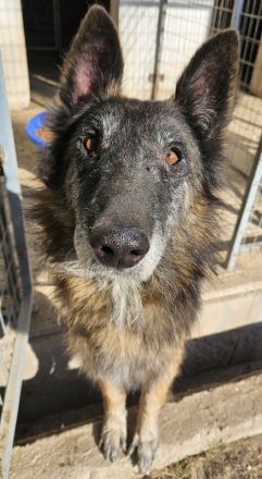 Faxe & Snorre, geb. ca. 11/2017, leben in GRIECHENLAND, im städt. Tierheim Serres