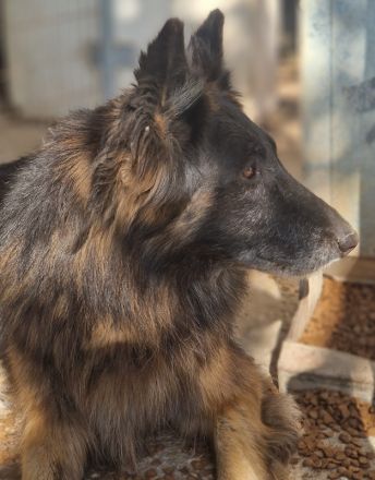 Faxe & Snorre, geb. ca. 11/2017, leben in GRIECHENLAND, im städt. Tierheim Serres