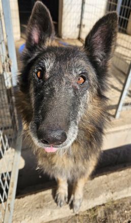 Faxe & Snorre, geb. ca. 11/2017, leben in GRIECHENLAND, im städt. Tierheim Serres