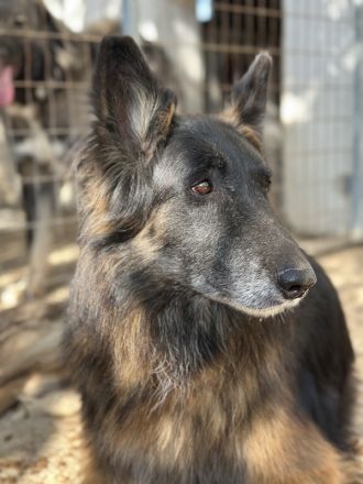 Faxe & Snorre, geb. ca. 11/2017, leben in GRIECHENLAND, im städt. Tierheim Serres