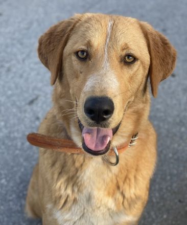 Hector, geb. ca. 11/2022, lebt in GRIECHENLAND, im städt. Tierheim Serres