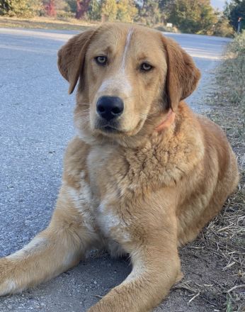 Hector, geb. ca. 11/2022, lebt in GRIECHENLAND, im städt. Tierheim Serres