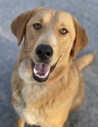 Hector, geb. ca. 11/2022, lebt in GRIECHENLAND, im städt. Tierheim Serres