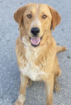 Hector, geb. ca. 11/2022, lebt in GRIECHENLAND, im städt. Tierheim Serres