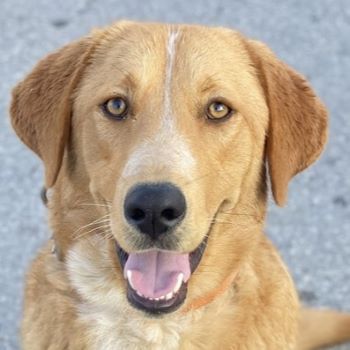 Hector, geb. ca. 11/2022, lebt in GRIECHENLAND, im städt. Tierheim Serres